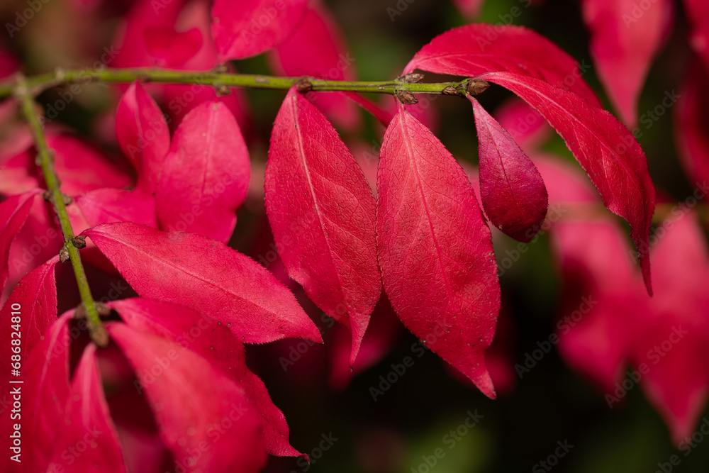 Red leaves glow on the branches in autumn. The colours are vibrant.