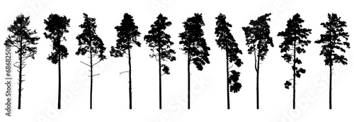 Pine trees silhouette isolated, set. Coniferous forest. Vector illustration.