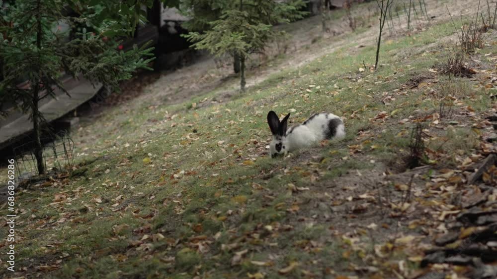 Rabbit eating a grass in the meadow. Adorable little white rabbit playing on the grass. Symbol of easter festival animal. Rabbit eating a grass in the meadow. Adorable little white rabbit playing on the grass. Symbol of easter festival animal.