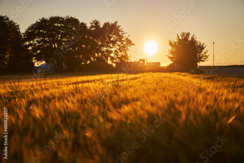 Barley field during sunny summer sunset in Norway. Nice example of beautiful golden sharp colour from sun rays. Barley is most important grain to make brewery malt for classic beer production.