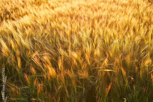 Close up picture of the ears of barley in the field during sunny summer sunset in the golden hour.  Beautiful colourful picture of the agriculture production of grains dedicated to make brewery malt.