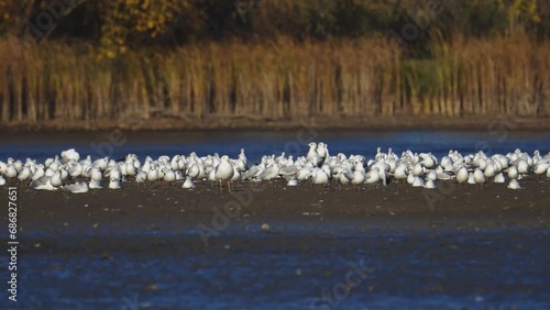 Wallpaper Mural Many river gulls hunt fish in lakes, rivers, and canals. Seagulls fly over the water. Seagulls gracefully glide over the water's surface, their wings casting delicate shadows on the rippling waves. Torontodigital.ca