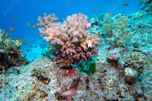 Colorful, picturesque coral reef at the bottom of tropical sea, Cauliflower Coral, underwater landscape