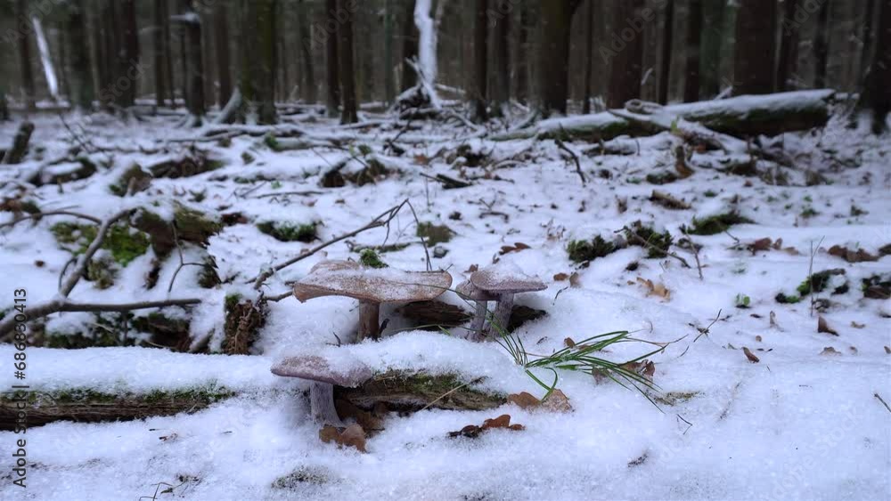 Frozen purple mushrooms (Wood Blewits or Clitocybe nuda) in a winter forest under the snow. Frozen purple mushrooms (Wood Blewits or Clitocybe nuda) in a winter forest under the snow.