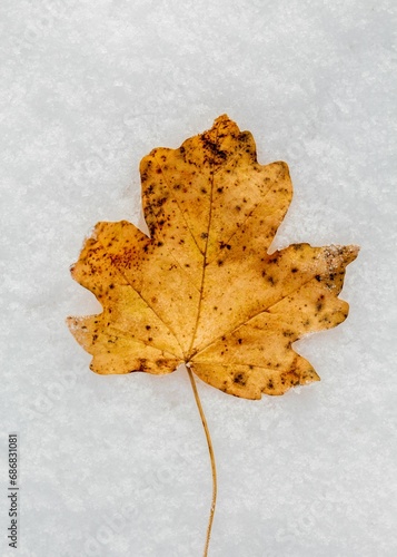 a leaf that is laying in the snow covered ground by a dustin of the sun photo