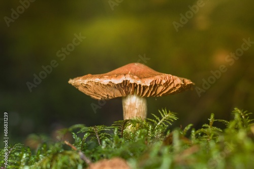 a mushroom on a moss surface in front of the sun