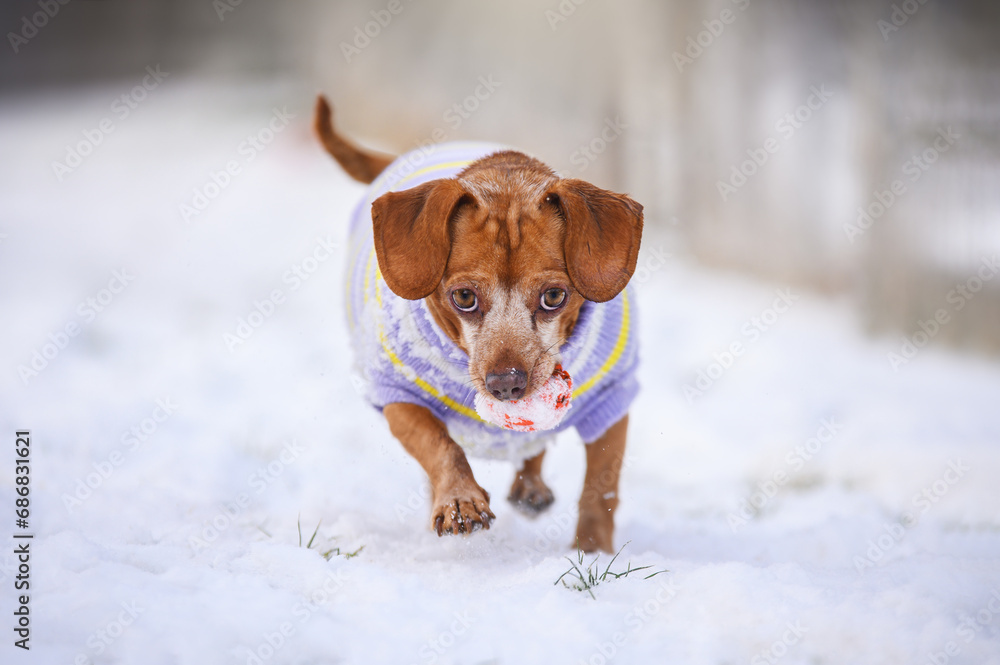 red dachshund mix dog runs with a toy in the snow red dachshund mix dog runs with a toy in the snow