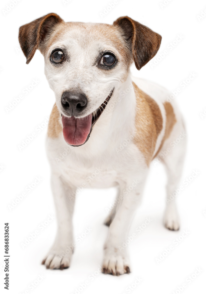 Active smiling senior 13 years old dog Jack Russell terrier looking at camera and smiling. Grey haired elderly happy pet on white background. full length curious eyes look 