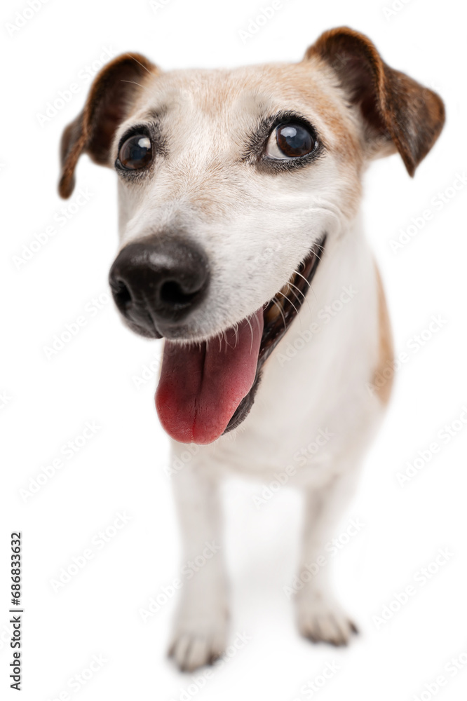 Happy smiling full length dog looking at camera and smiling. Senior happy active 13 years old dog with white haired face positive emotions enjoying life with you