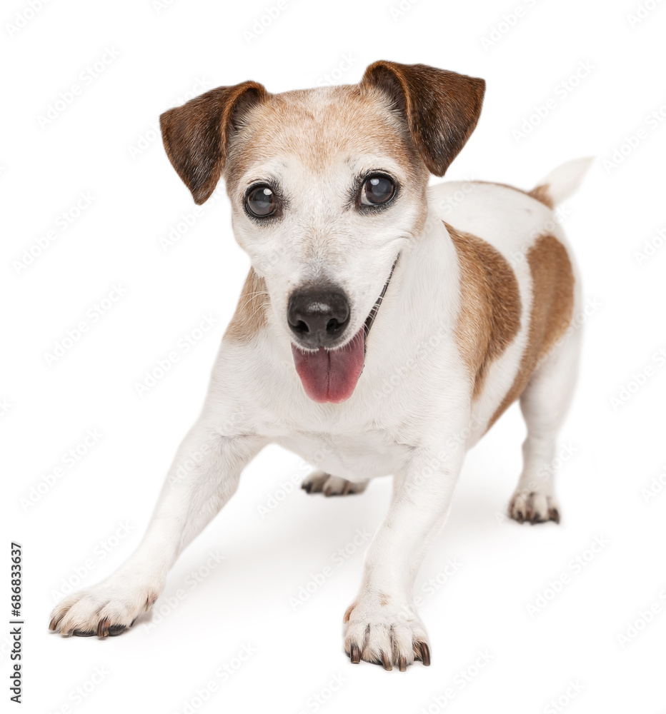 Active playful senior dog Jack Russell terrier wants to play. White background. Healthy smiling happy elderly pet 