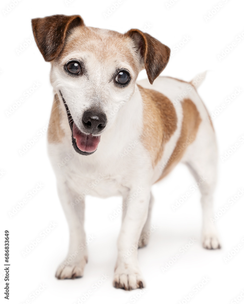 Adorable smiling senior 13 years old dog Jack Russell terrier looking at camera and smiling. White haired elderly happy pet on white background. full length curious eyes look 