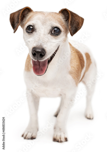 Active smiling senior 13 years old dog Jack Russell terrier looking at camera and smiling. Grey haired elderly happy pet on white background. full length curious eyes look  © Iryna&Maya