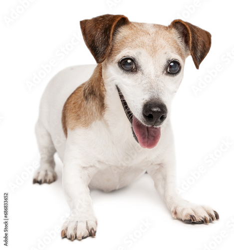 Playful small senior dog Jack Russell terrier with playful active pose asking for waiting for a toy want attention. White background. Silly face elderly pet with gray haired smiling happy face