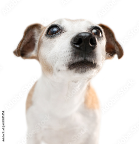 dog white small muzzle sniffs cautiously, cranes its neck curiously. Surprised attentive curios senior elderly dog face on white background. intrigue emotions news