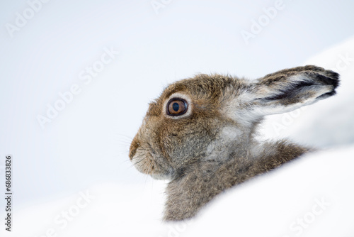 UK, Scotland, portrait of Mountain Hare in snow photo