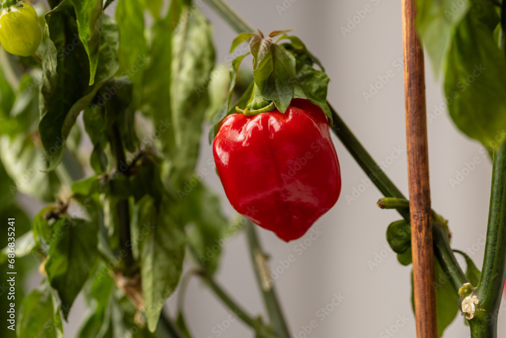Hot Habanero pepper. Balcony flower. A green plant grown on a balcony. Hot Habanero pepper. Balcony flower. A green plant grown on a balcony.