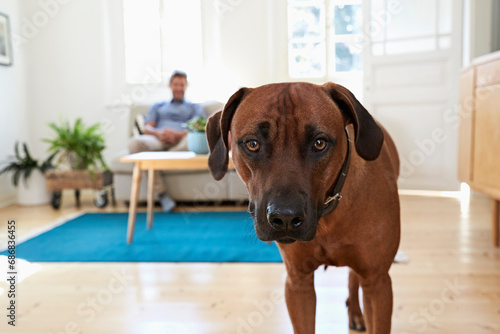 Rhodesian ridgeback standing in living room, man siting on couch in background © tunedin