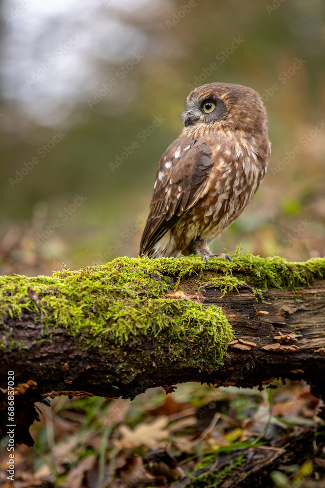 A New Zealand cuckoo owl sits on a small branch. Its brown plumage camouflages it well. The little one has a fierce look A New Zealand cuckoo owl sits on a small branch. Its brown plumage camouflages it well. The little one has a fierce look