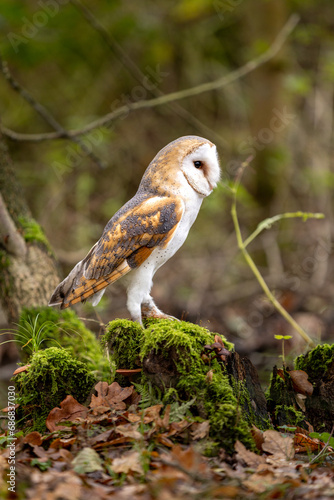 A barn owl sits on a moss-covered trunk in the autumn forest