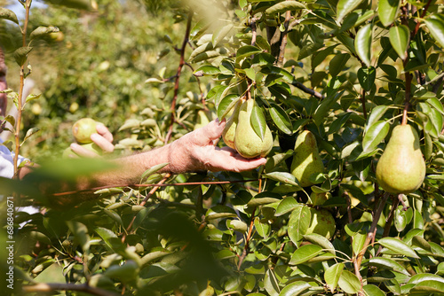 Organic farmer harvesting williams pears