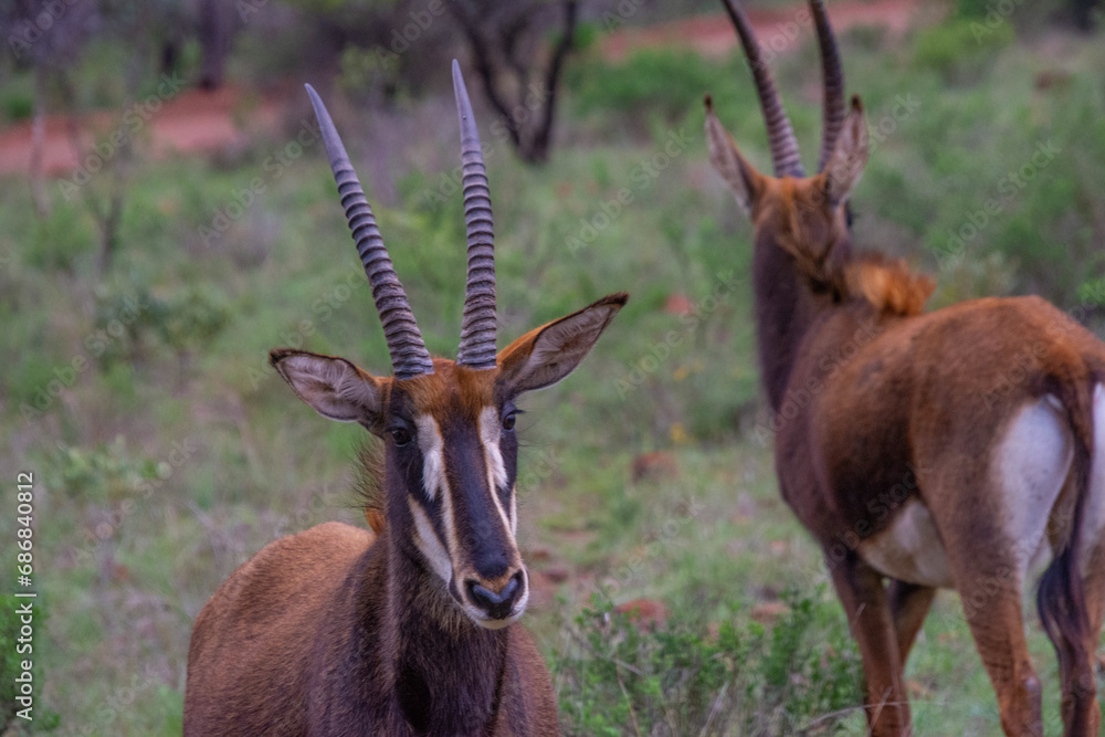 Naklejka premium Pretty specimen of a black antelope (Sable) in the bush of South Africa