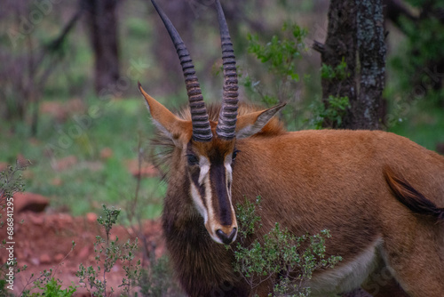 Pretty specimen of a black antelope (Sable) in the bush of South Africa