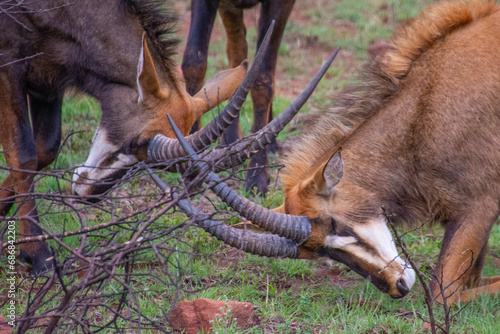 Pretty specimen of a black antelope (Sable) in the bush of South Africa