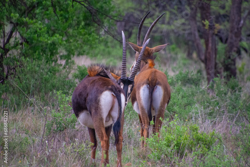 Pretty specimen of a black antelope (Sable) in the bush of South Africa