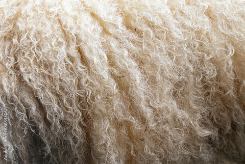 Wallisian sheep wool detail - closeup