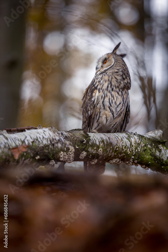 A long-eared owl sits quietly on a birch branch in the autumnal forest. The white color of the trunk matches the animal's plumage.