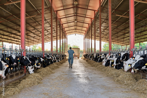 Farmer walking in cattle surrounded by herd of cows photo