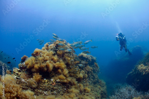 France, Corsica, Scuba diver photographing school of dreamfish (Sarpa salpa)
