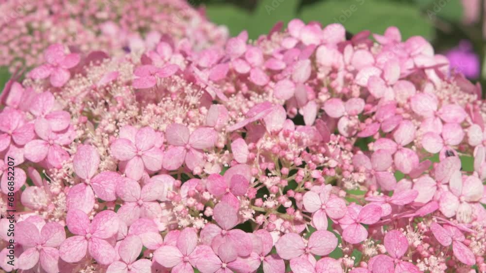 soft dust- pink hydrangea blossom background. close up footage soft dust- pink hydrangea blossom background. close up footage