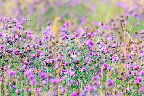 A goldfinch sits hidden in a field full of blue thistles eating their seeds