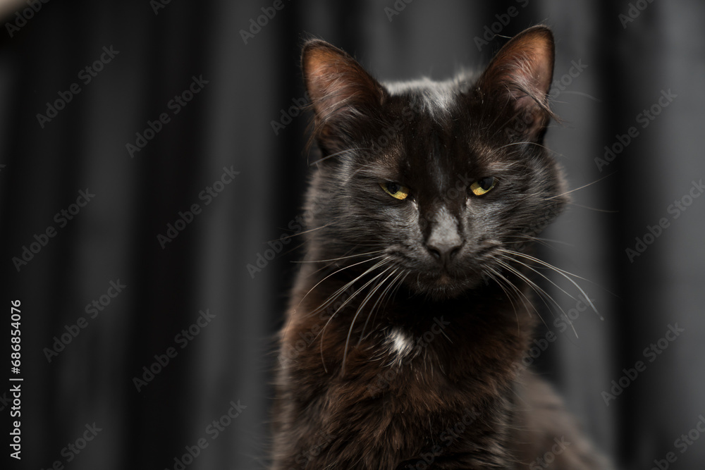 Cat, pet portrait. beautiful black cat with yellow eyes and an attentive look, dark background. black cat portrait. black background. for backgrounds or articles that need a soft, fluffy, cuddly Cat, pet portrait. beautiful black cat with yellow eyes and an attentive look, dark background. black cat portrait. black background. for backgrounds or articles that need a soft, fluffy, cuddly