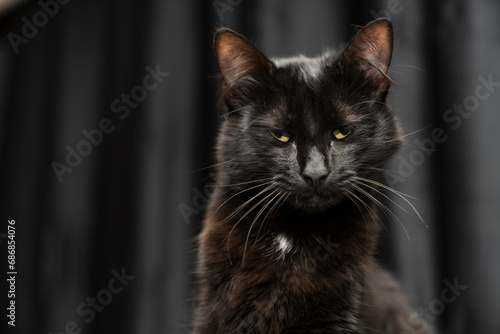 Cat, pet portrait. beautiful black cat with yellow eyes and an attentive look, dark background. black cat portrait. black background. for backgrounds or articles that need a soft, fluffy, cuddly 