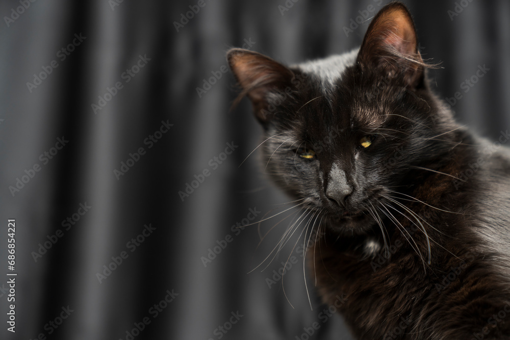 Cat, pet portrait. beautiful black cat with yellow eyes and an attentive look, dark background. black cat portrait. black background. for backgrounds or articles that need a soft, fluffy, cuddly Cat, pet portrait. beautiful black cat with yellow eyes and an attentive look, dark background. black cat portrait. black background. for backgrounds or articles that need a soft, fluffy, cuddly