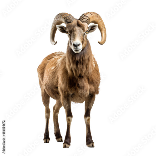 mountain goat isolated on white, PNG photo