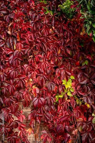 Parthenocissus is a genus of tendril climbing plants in the grape family, Vitaceae.
