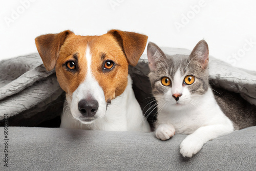 jack Russell the dog and the cat look at the camera. Portrait of a peaceful dog and cat lying