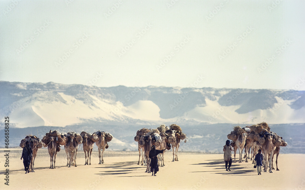 Caravane de sel à Bilma (Niger)