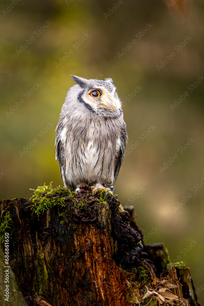 Fotografie A small white-faced owl sits on a moss-covered trunk