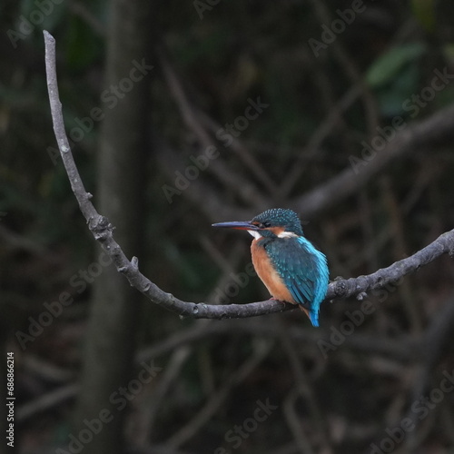 common kingfisher is hunting a fish © Matthewadobe