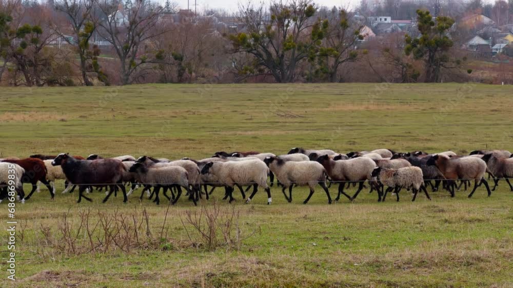 Fatty sheep walking by the pasture. Livestock goes grazing in the field in autumn. Country houses at backdrop. Fatty sheep walking by the pasture. Livestock goes grazing in the field in autumn. Country houses at backdrop.