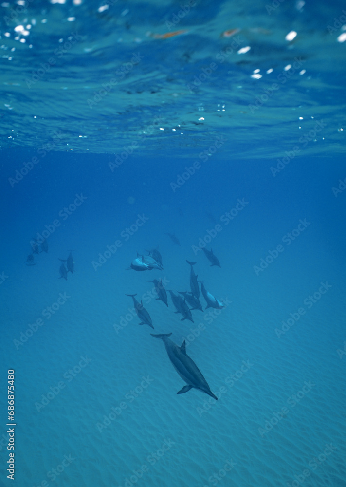 Wild Hawaiian Spinner Dolphins Swim free in the beautiful blue ocean off the Hawaii Shore Wild Hawaiian Spinner Dolphins Swim free in the beautiful blue ocean off the Hawaii Shore