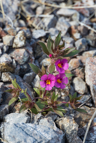 Wallpaper Mural Pink flowers on the rocks Torontodigital.ca