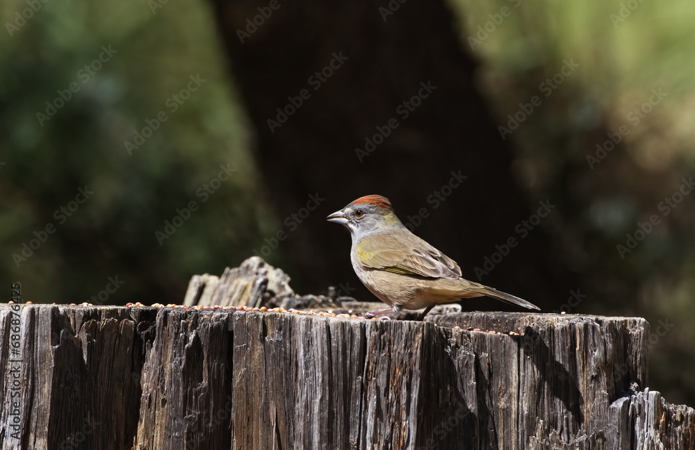 Cut tree stump is natural seed feeding tray for Green Tailed Towhee Cut tree stump is natural seed feeding tray for Green Tailed Towhee
