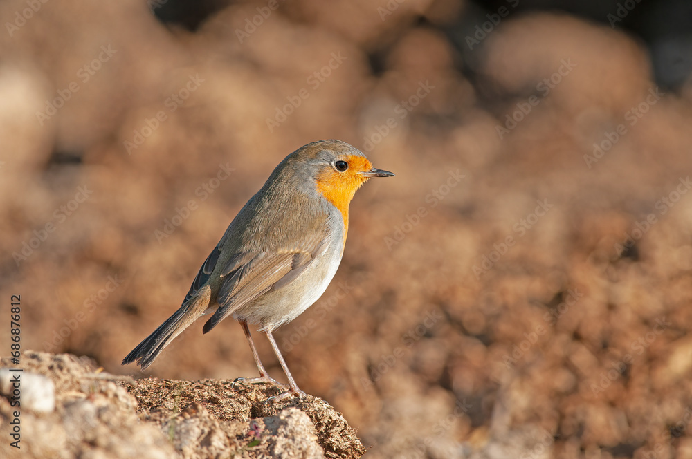 European Robin (Erithacus rubecula) foraging in the field. European Robin (Erithacus rubecula) foraging in the field.