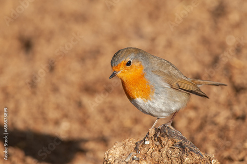 European Robin (Erithacus rubecula) foraging in the field.