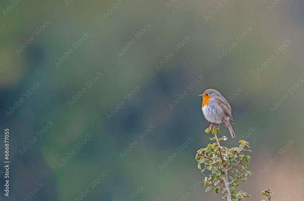 European Robin (Erithacus rubecula) standing on a branch. European Robin (Erithacus rubecula) standing on a branch.